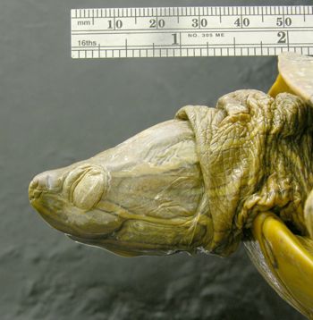 Media type: image; Herpetology R-36862